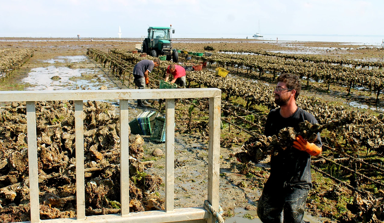 La collecte des huîtres prends énormément de temps