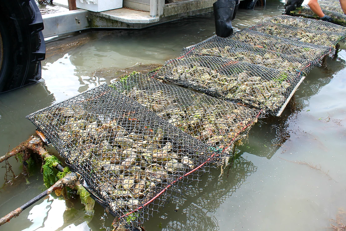 La collecte des huîtres est une tâche épuisante