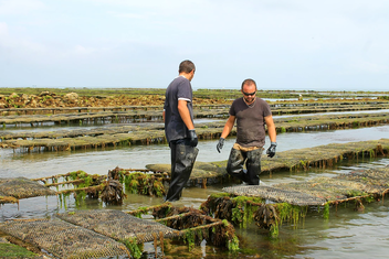 Placing oysters in pockets